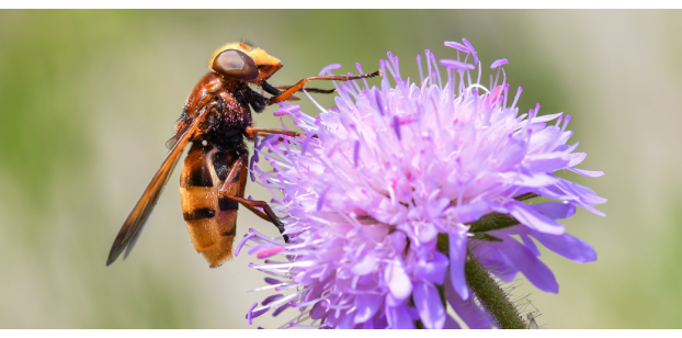 Punture di vespa: come intervenire