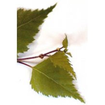 BETULA VERRUCOSA 50ML