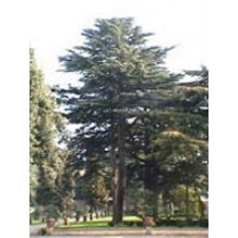 CEDRUS LIBANI 50ML