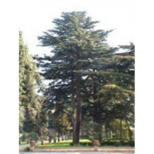 CEDRUS LIBANI 50ML