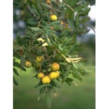 SORBUS DOMESTICA 50ML