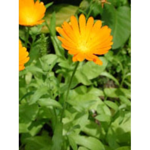 TSA CALENDULA OFFICINALIS 50ML