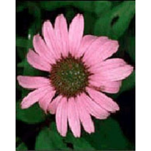 TSA ECHINACEA ANGUSTIFOLIA50ML