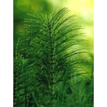 TSA EQUISETUM ARVENSE50ML