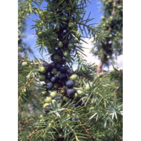 TSA JUNIPERUS COMMUNIS 50ML