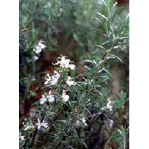 TSA ROSMARINUS OFFICINALIS50ML